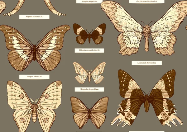 Conjunto Insetos Besouros Borboletas Mariposas Libélulas Etimologistas Prontos Padrão Sem —  Vetores de Stock