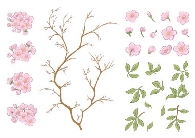 Cherry blossom tree. Clip art, element for design Vector illustration. In botanical style