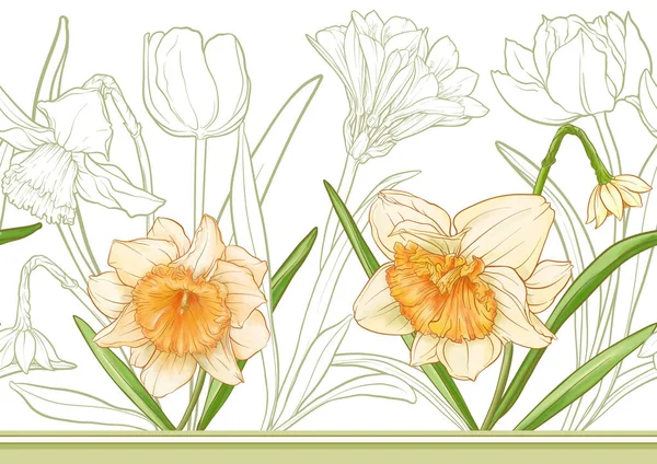 Λευκοί Ασφόδελοι Και Τουλίπες Πρώιμα Ανοιξιάτικα Λουλούδια Απρόσκοπτη Μοτίβο Συνόρων — Διανυσματικό Αρχείο