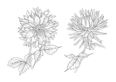 Dahlias flowers, outline and coloured style Clip art, set of elements for design Vector illustration. In botanical style