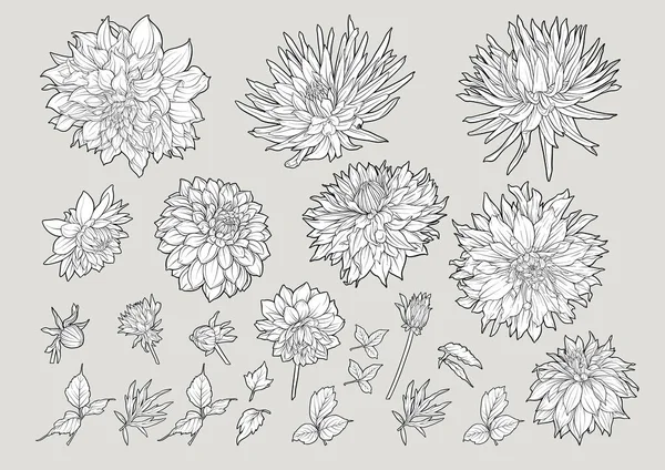Dahlias Flowers Outline Coloured Style Clip Art Set Elements Design — Stockový vektor