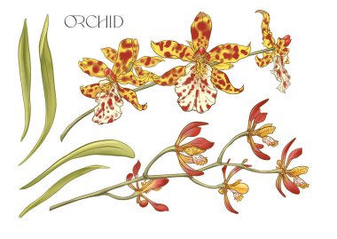 Vahşi Orkideler. Dalların üzerinde yapraklı çiçekler. Renkli ve özgün olarak izole edilmiş vektör çizimi.