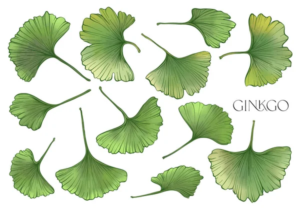 Ginkgo Biloba Levelek Clip Art Készlet Elemek Design Vektor Illusztráció — Stock Vector