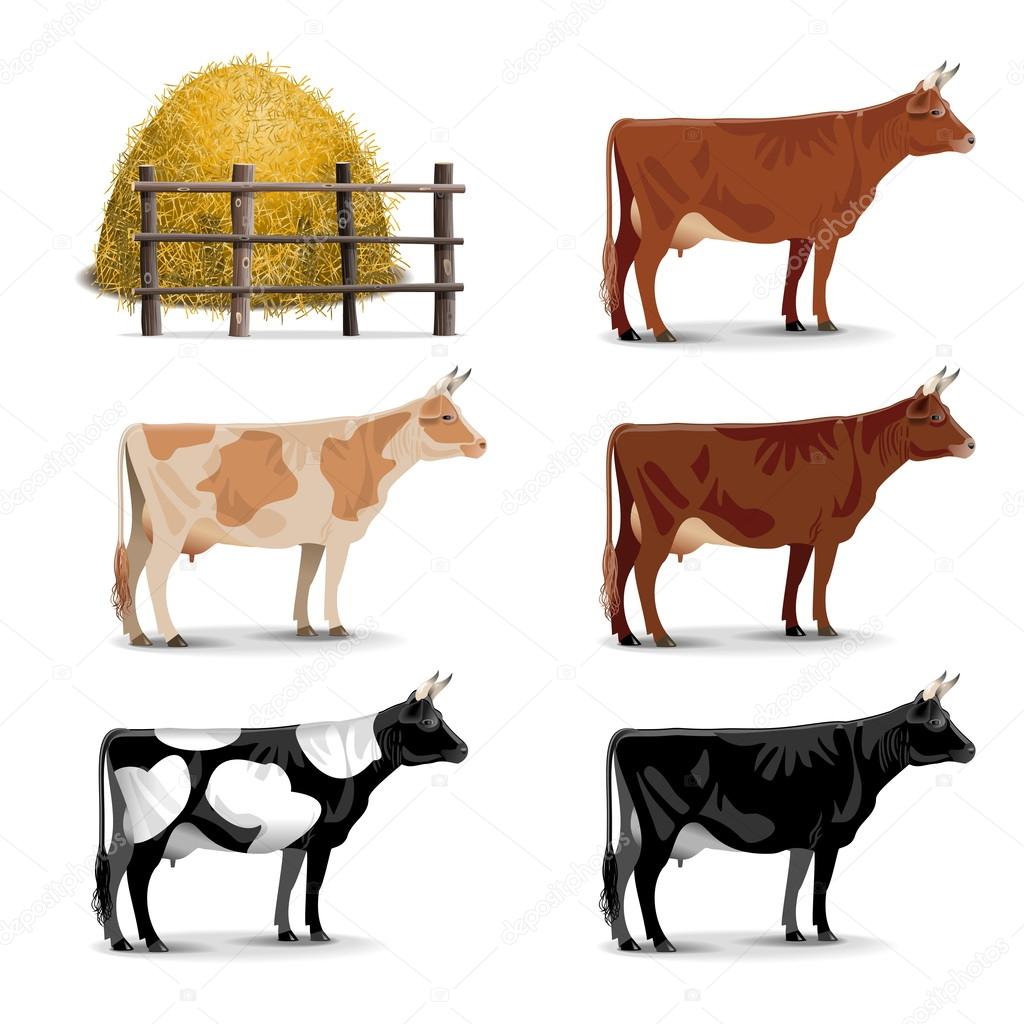 Vector Cow Icons