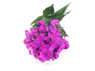 Beyaz arkaplanda çiçekler