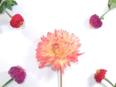 Beyaz arkaplanda çiçekler