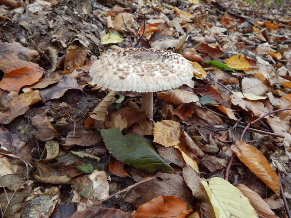 Amanita — Stock Photo, Image