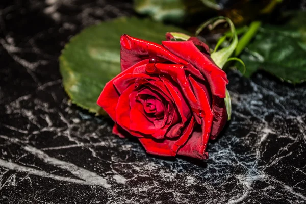 Rose su un bellissimo sfondo, regalo, amore — Foto Stock