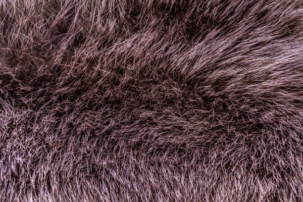 Background, texture, beautiful beaver fur — Stock Photo, Image