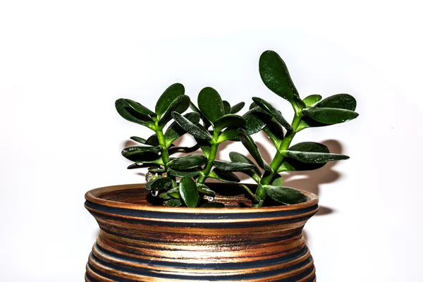 Plantgoed crassula in een mooie pot — Stockfoto