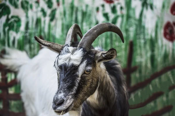 Koza na farmě — Stock fotografie