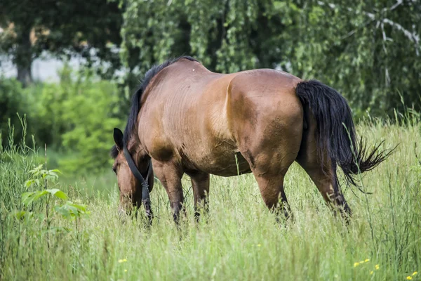 Caballo en el prado — Foto de Stock