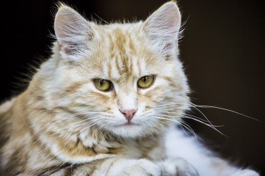 Koyu bir arka planda kedi