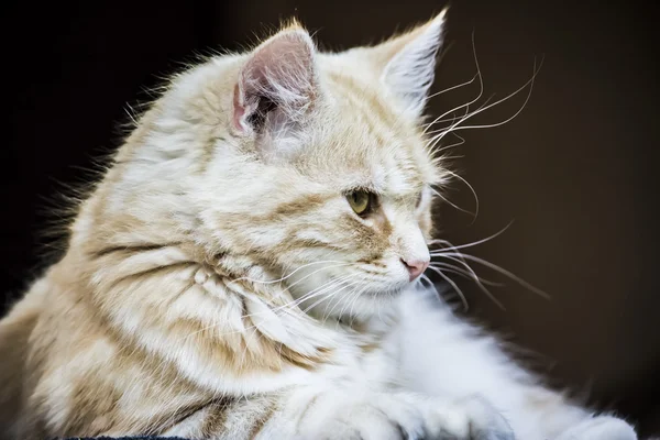 Koyu bir arka planda kedi