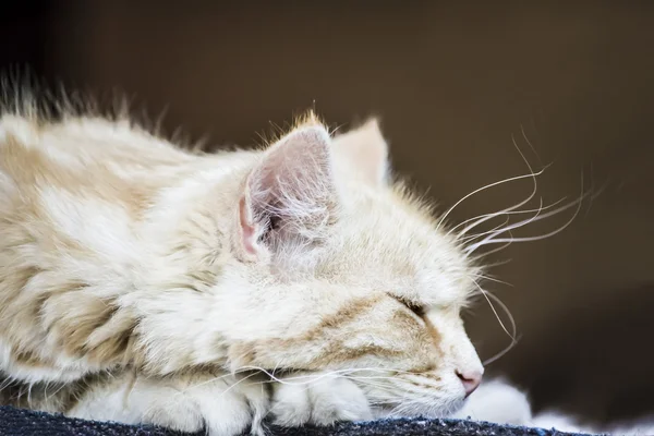 黑暗背景下的猫 — 图库照片