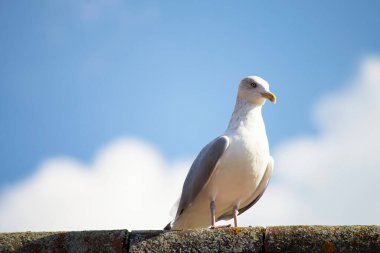 martı gökyüzü arka planında tahta çubuk üzerinde 