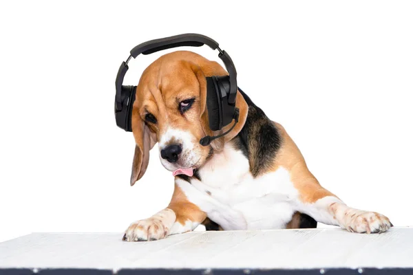 Смешной Милый Пёс Наушниками Слушающий Музыку Поющий Столом — стоковое фото