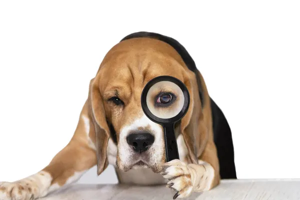 Komik, sevimli köpek köpeği beyaz arka planda büyüteçle dikkatle bakar, dedektif. 