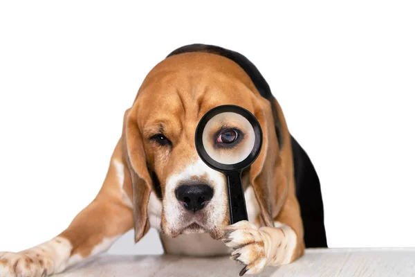 Śmieszne Słodkie Pies Beagle Patrzy Uważnie Szkło Powiększające Białym Tle Zdjęcie Stockowe