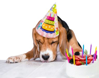 Komik, yorgun köpek av köpeği doğum günü kutlamasında masada pastayla uyuyakalmış. 