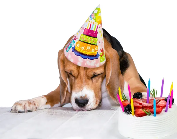 Fáradt Vicces Kutya Beagle Elaludt Születésnapi Ünnepségen Asztalon Tortával — Stock Fotó