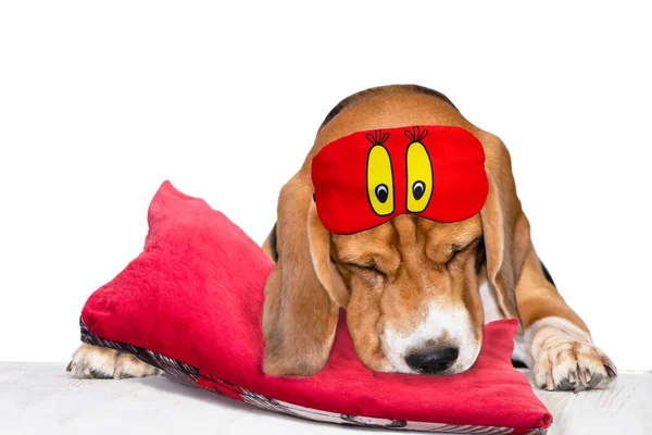 Смешная Собака Спокойный Жук Спит Красной Подушке Белом Фоне — стоковое фото