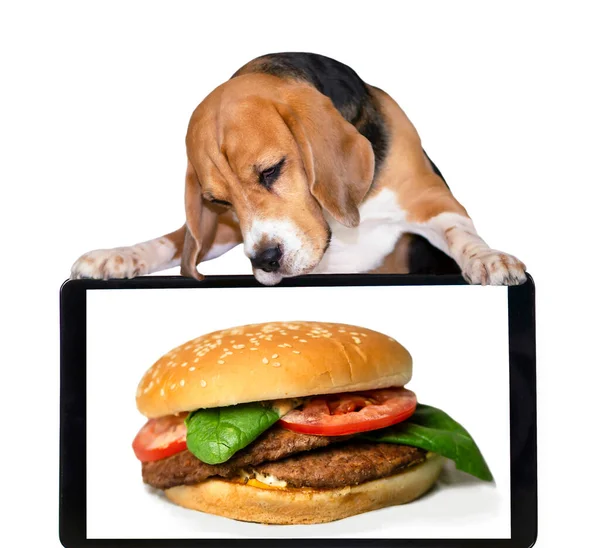 Divertido Perro Beagle Mira Una Apetitosa Hamburguesa Con Queso Teléfono —  Fotos de Stock