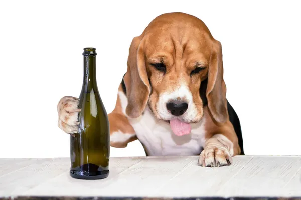 テーブルの上にシャンパンを飲む舌を突き出した面白いドッキングビーグル犬 — ストック写真