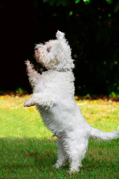 Komik Teriyer Köpeği Yazın Patisini Açık Havada Gösteriyor — Stok fotoğraf