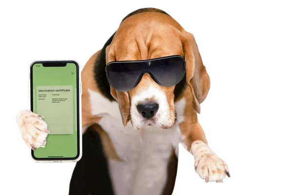 Engraçado Viajante Cão Mostra Covid Certificado Vacinação Fundo Branco — Fotografia de Stock