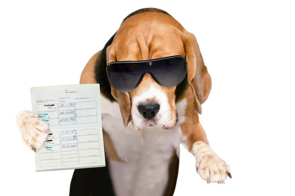 Engraçado Cão Beagle Mostra Passaporte Veterinário Sobre Vacinação Fundo Branco — Fotografia de Stock