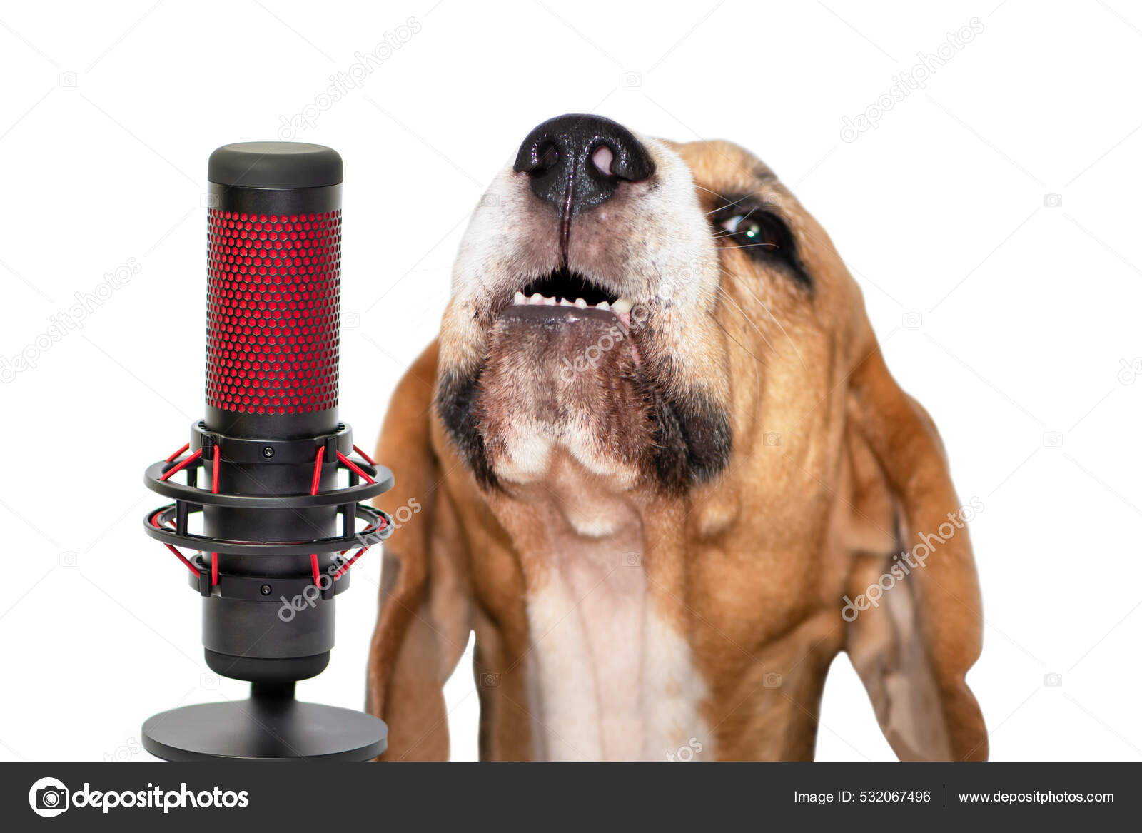 does my dog like it when i sing to her