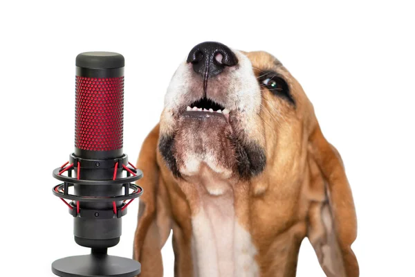 Lindo Perro Beagle Con Boca Abierta Canta Micrófono Sobre Fondo Imagen de stock