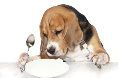 funny dog holds a spoon and a fork in his paws, looks at an empty plate on the table 
