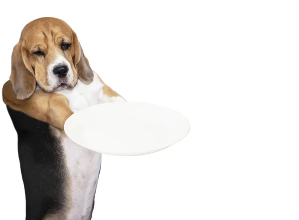 Funny Dog Holding Empty Plate His Paws White Background — Stockfoto