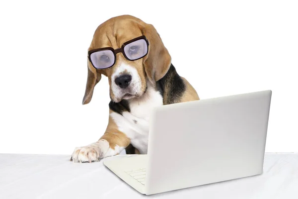 Funny Dog Glasses Looking Laptop White Background — стоковое фото