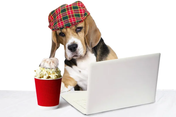 Смішний Собака Шапці Попкорном Дивиться Ноутбук Білому Тлі — стокове фото