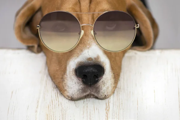 Divertido Beagle Cara Perro Gafas Sol Cerca — Foto de Stock