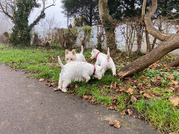 Walk Funny Dogs West Highland Terriers Park Nature — Stok Foto