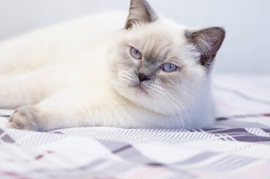 Komik beyaz tüylü, arsız kedi yatakta yatıyor. 