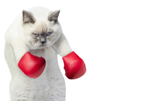 Engraçado Fofo Branco Atrevido Gato Luvas Boxe Vermelho — Fotografia de Stock