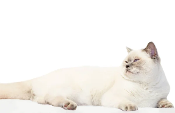 Забавный Белый Пушистый Кот Лежит Кровати — стоковое фото