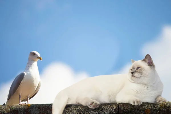 毛茸茸的厚脸皮的猫看着鸟儿的天空背景 — 图库照片