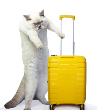 Elinde bavuluyla kızgın bir kedi başka bir daireye taşınıyor, espri anlayışı. 