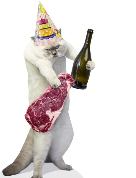 Zabawny Kot Świętujący Świątecznej Czapce Butelce Szampana Steku Łapie Białym — Zdjęcie stockowe