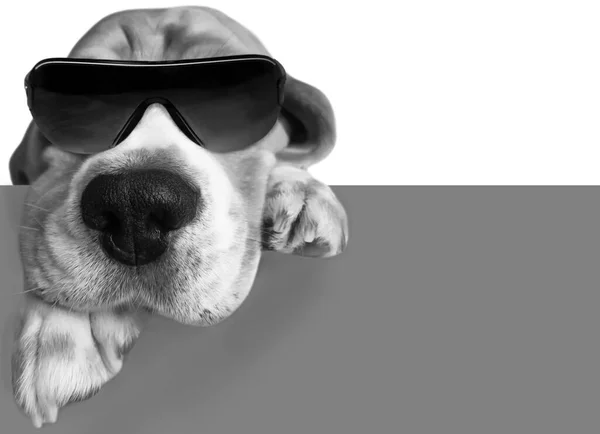 Funny Serious Boss Dog Sunglasses Gray White Background — Stock Photo, Image