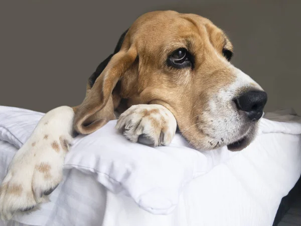 Cara Triste Perro Beagle Primer Plano Encuentra Cama Solo — Foto de Stock