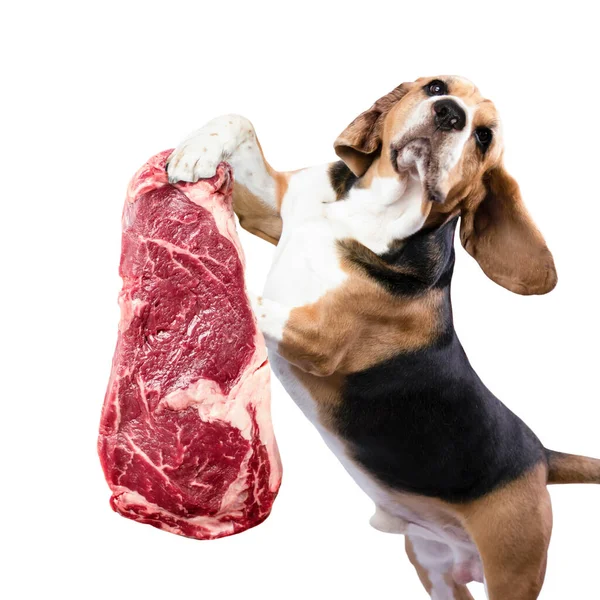 Divertente Cane Beagle Che Tiene Appetitosa Bistecca Manzo Zampa Pubblicità — Foto Stock