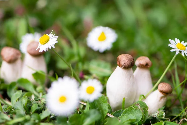 Porcini Mushroom Grows Grass Daisy Flowers Summer Background — Stock Photo, Image