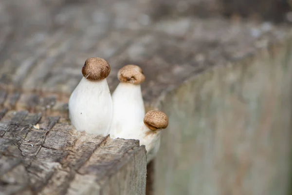 White Mushroom Grows Wooden Stump Texture Background — Stock Photo, Image